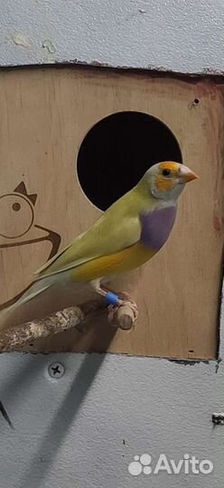 Амадины Гульда