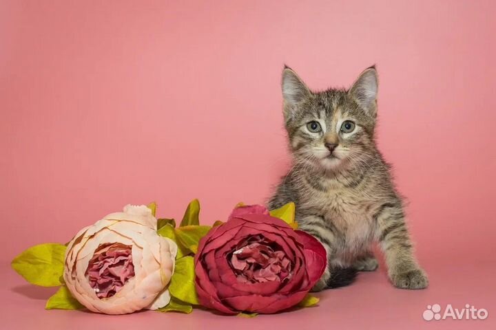 Котенок девочка Полли 2,5 мес ищет дом