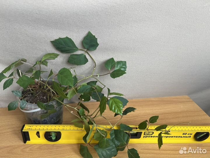 Циссус. Березка комнатная