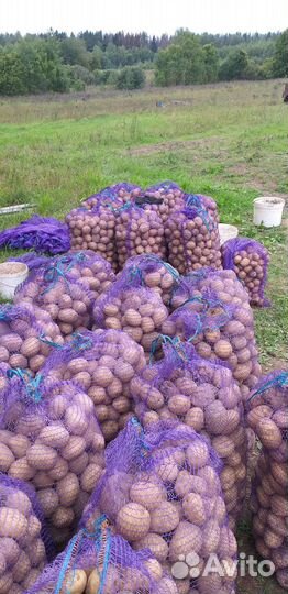 Картофель розница и опт,картофель бэби.Деревенский