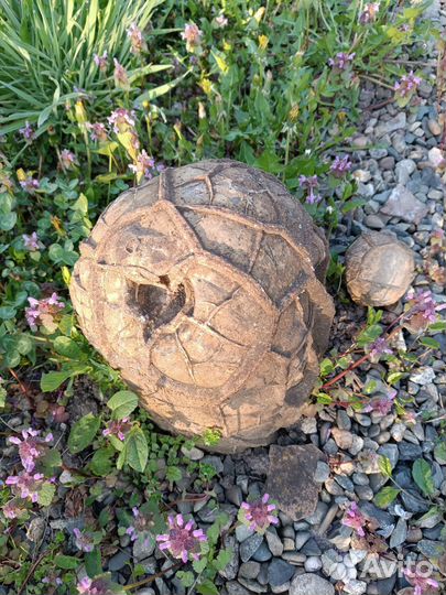 Черепаший камень