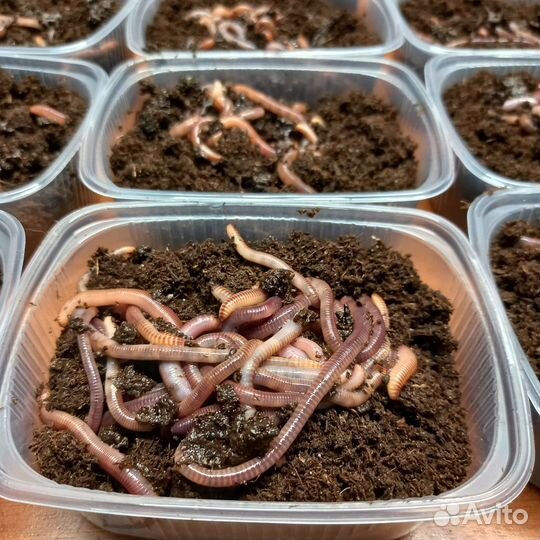 Черви для рыбалки (Дендробена венета)