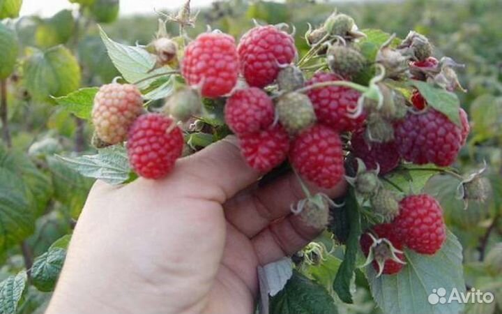 Саженцы вишни, облепихи, смородины, сливы, ежевики