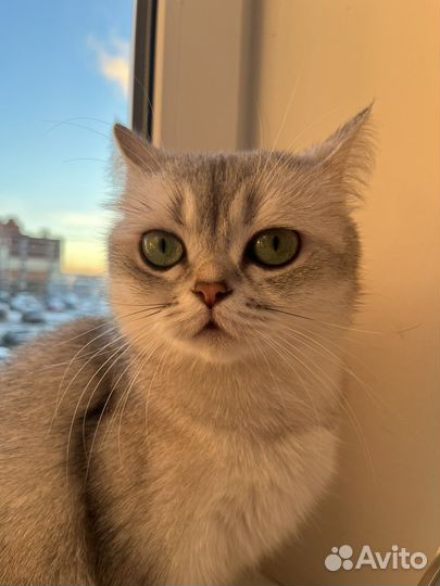 Британская кошечка на вязку