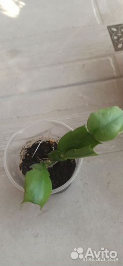 Комнатные цветы