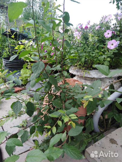 Черешня, слива