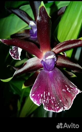Орхидея Зигопеталум
