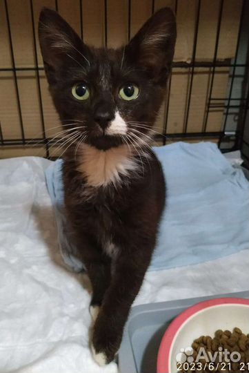 Кошки в добрые руки бесплатно