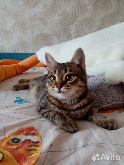 Кошка