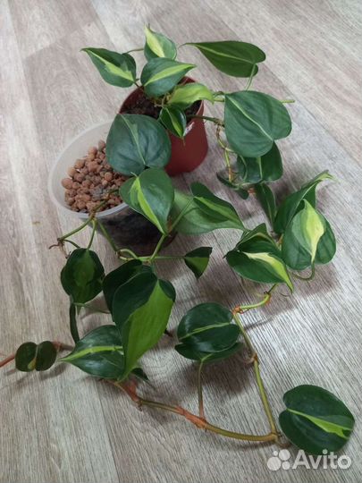 Филодендроны