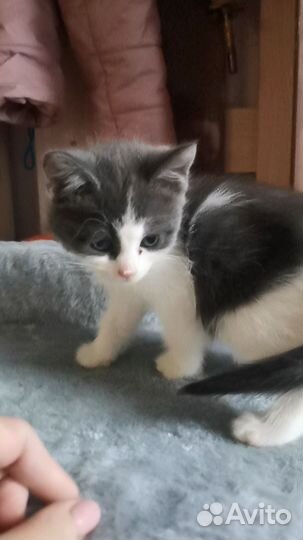 Котята в дар