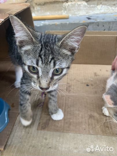 Кошка в дар