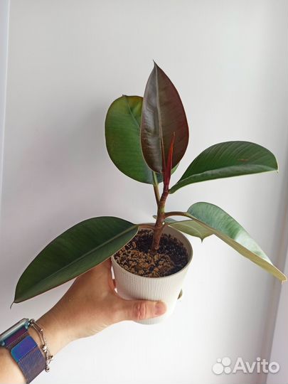 Фикус,Монстера,Филодендрон,Хлорофитум,Эпипремнум