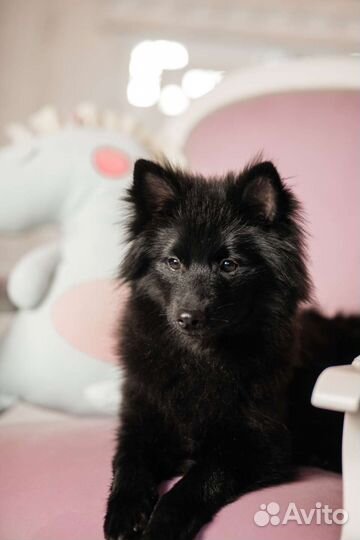 Щенки большого немецкого шпица