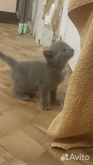 Шотландская