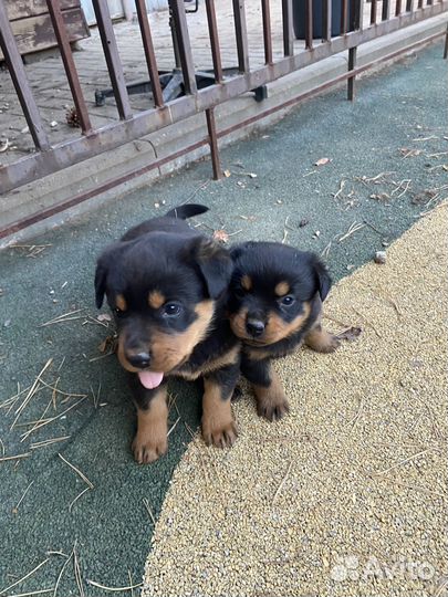 Щенки ротвейлера