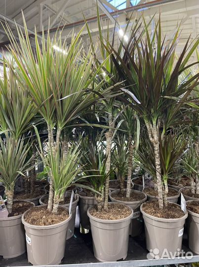 Драцена Маргината Биколор и Маджента