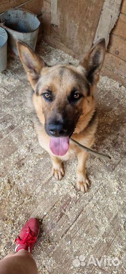 Прекрасный пес Малыш пока без дома