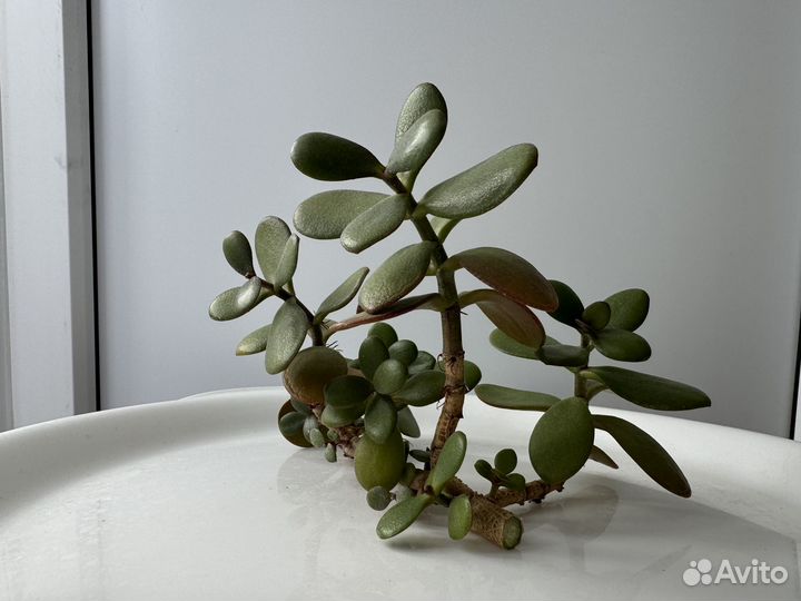 Денежное дерево толстянка крассула