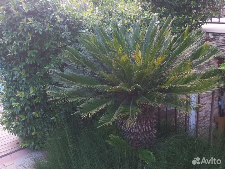 Саговая пальма,Цикас