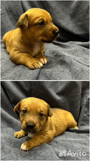 Щенки от собаки мелкой породы