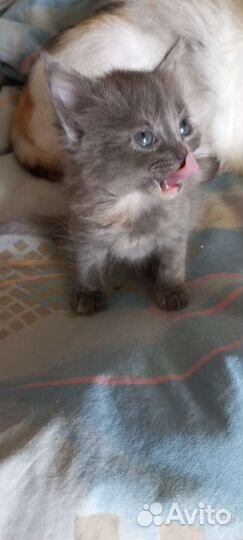Пушишка. Котята