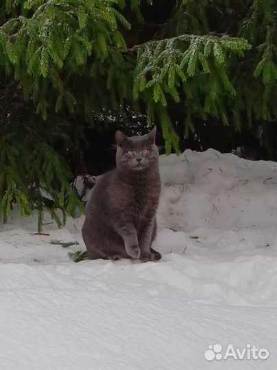 Отдам котенка в добрые руки