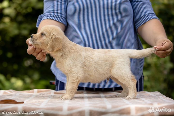 Щенки золотистого ретривера