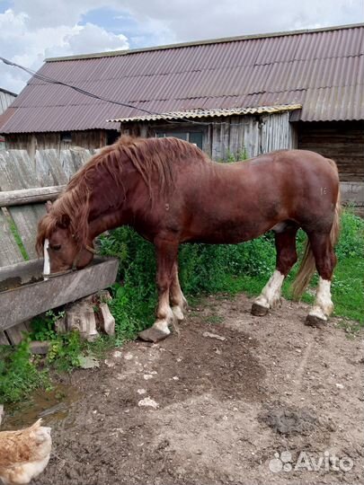 Лошадь жеребец русской тяжеловозной породы