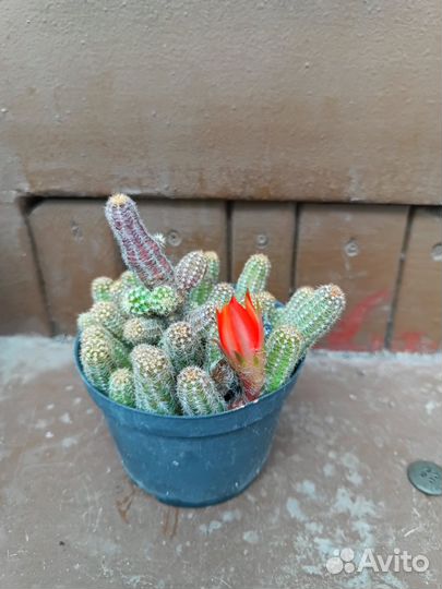 Кактус цветущий
