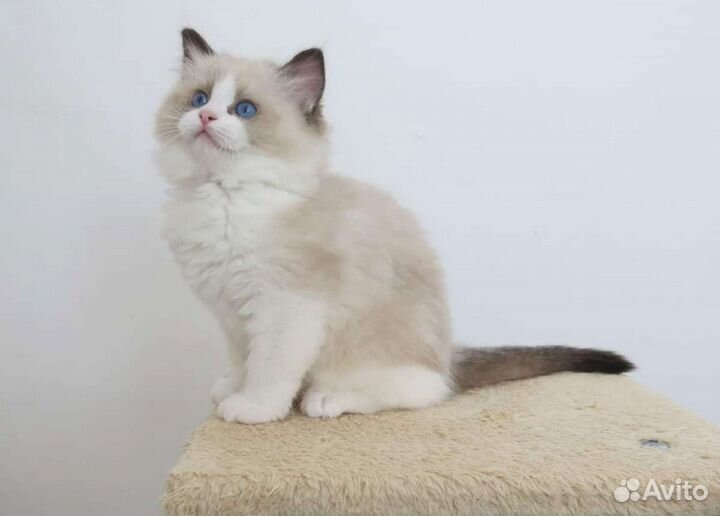 Котята Рэгдолл