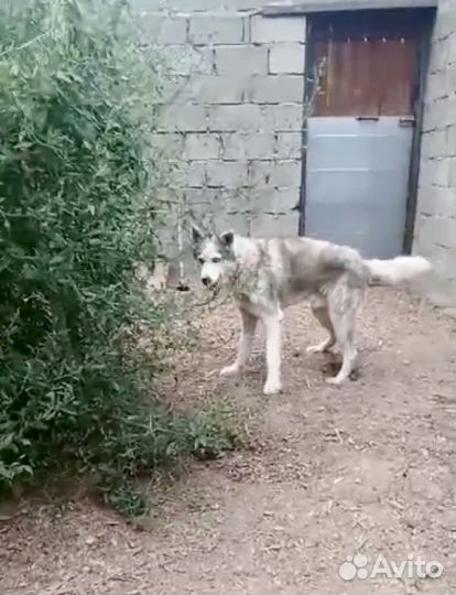 Собака в добрые руки бесплатно