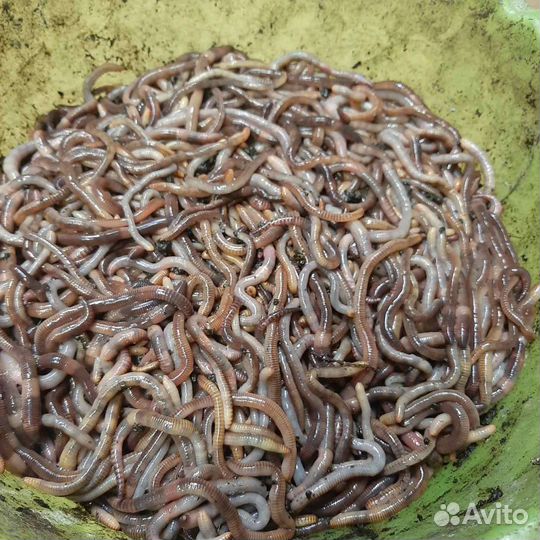 Червь дендробена