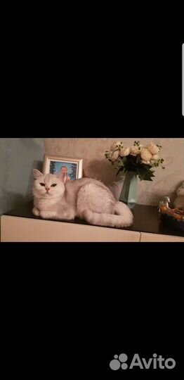 Британская серебристая шиншилла