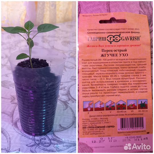 Рассада перца сладкого и острого