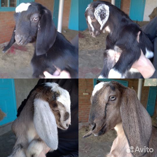 Козочки нубийские