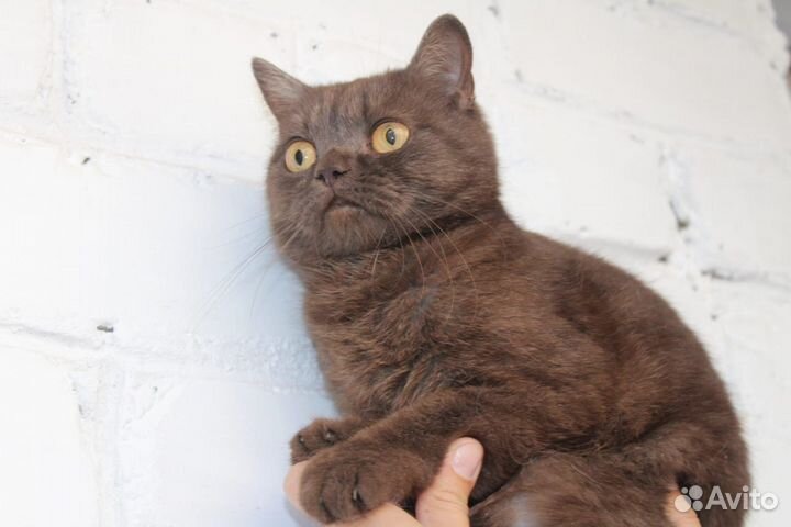 Молодая кошечка