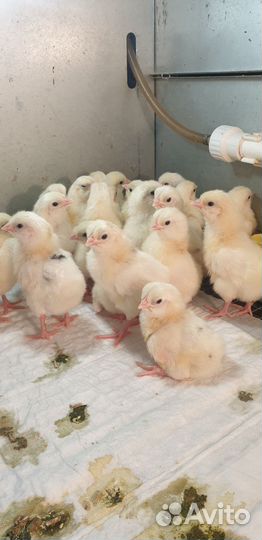 Цыплята и индюшата суточные разных пород