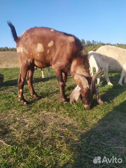Нубийский козел
