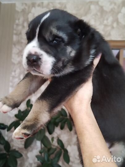 Щенки среднеазиатской овчарки