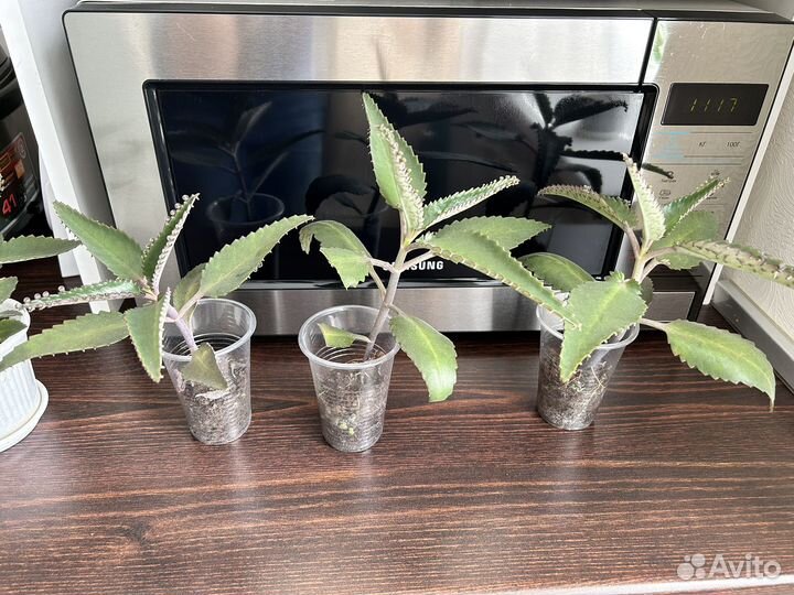 Каланхоэ лечебный