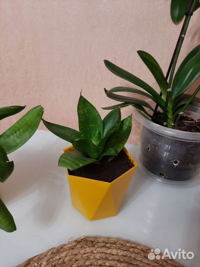 Сансевиерия