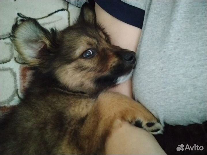 Щенки бесплатно