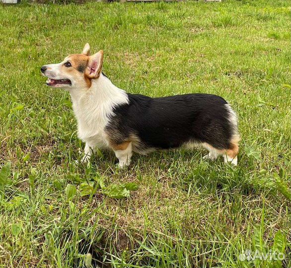 Вельш Корги Пемброк