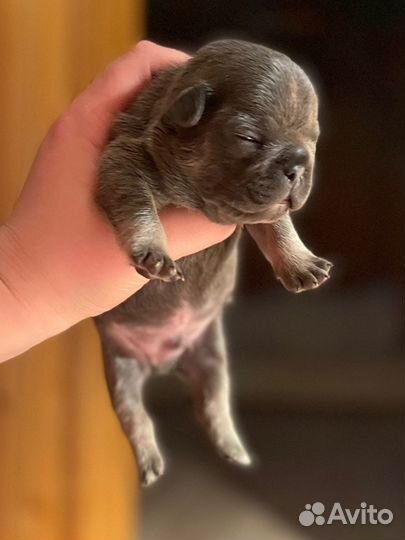 Французский бульдог лиловый, какао и голубой