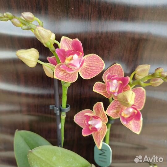 Орхидеи фаленопсис мультифлора сортовые