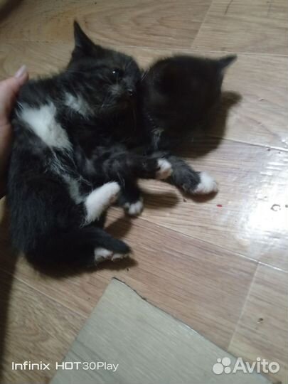 Отдам котят