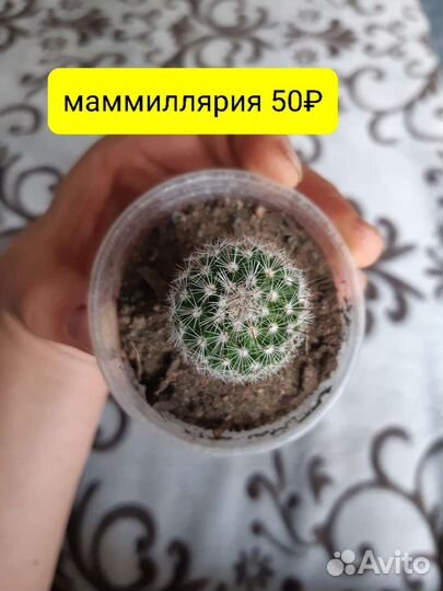 Цветы кактусы