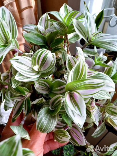 Традесканция