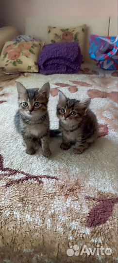 Кошки в добрые руки